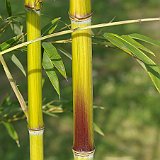 Phyllostachys aureosulcata Harbin Inversa 5-2012.JPG